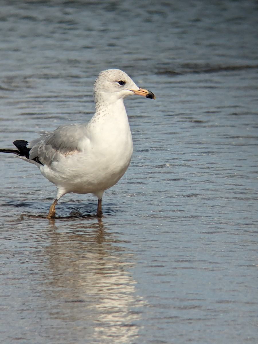 Ring-billed Gull - ML615994883