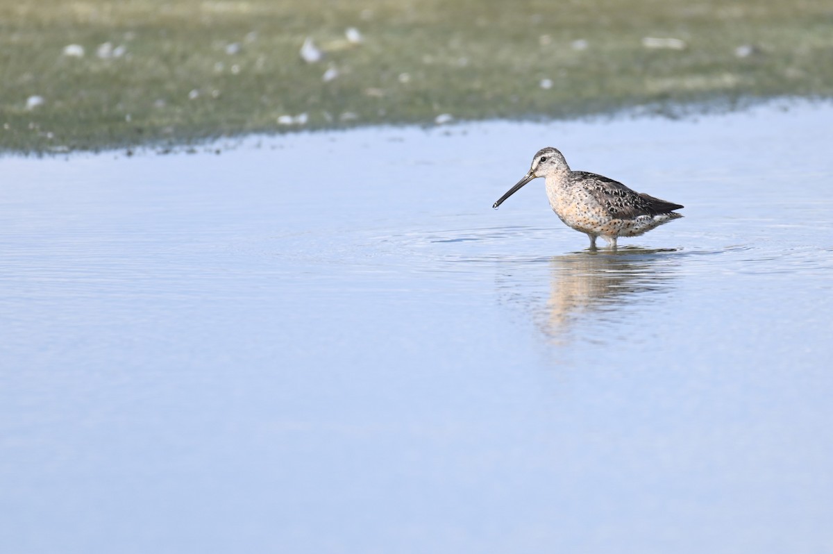 Short-billed Dowitcher - ML615994887