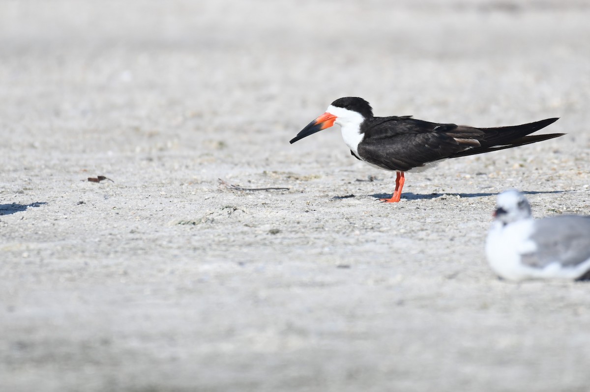 Black Skimmer - ML615994893