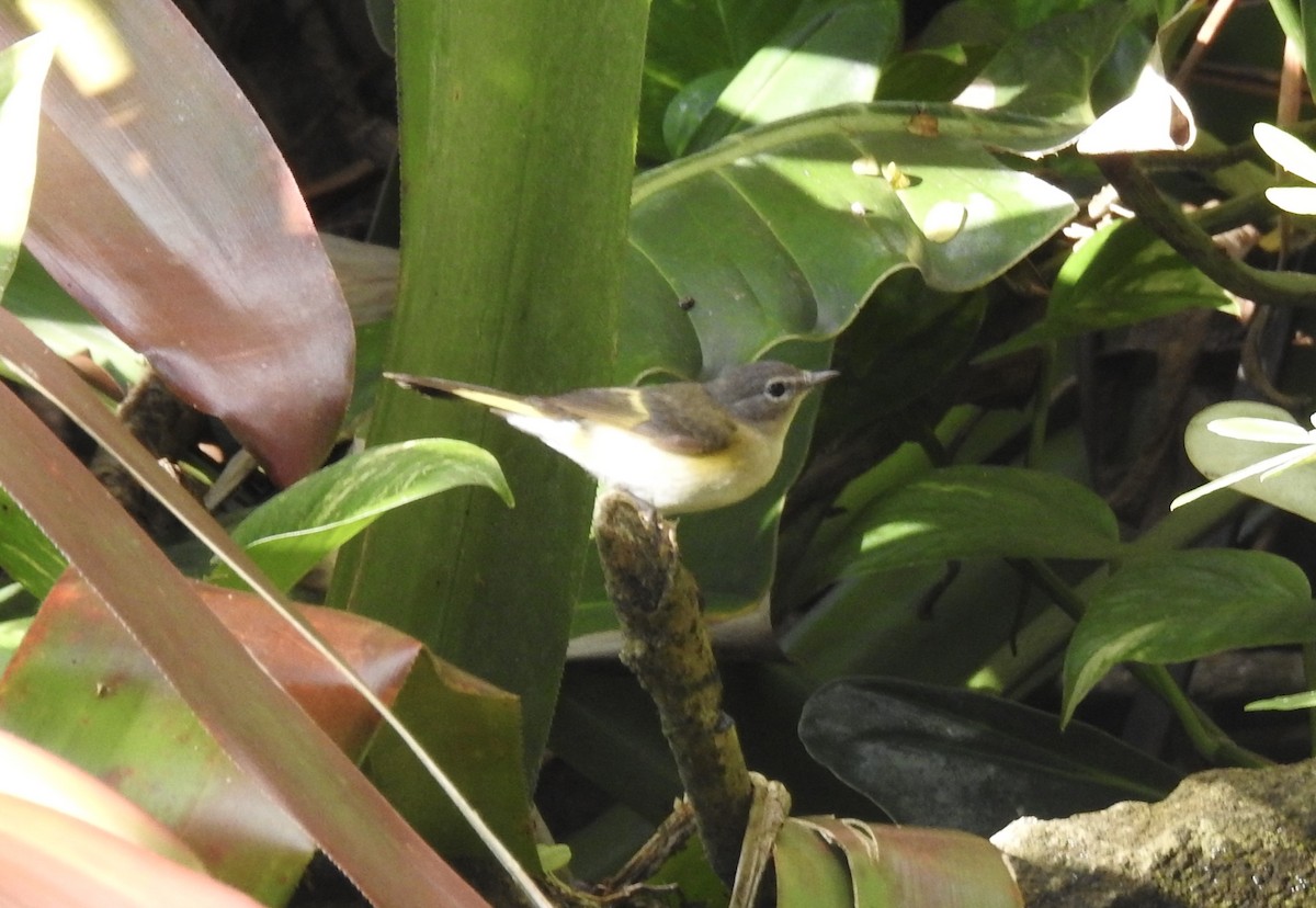 American Redstart - ML615994895