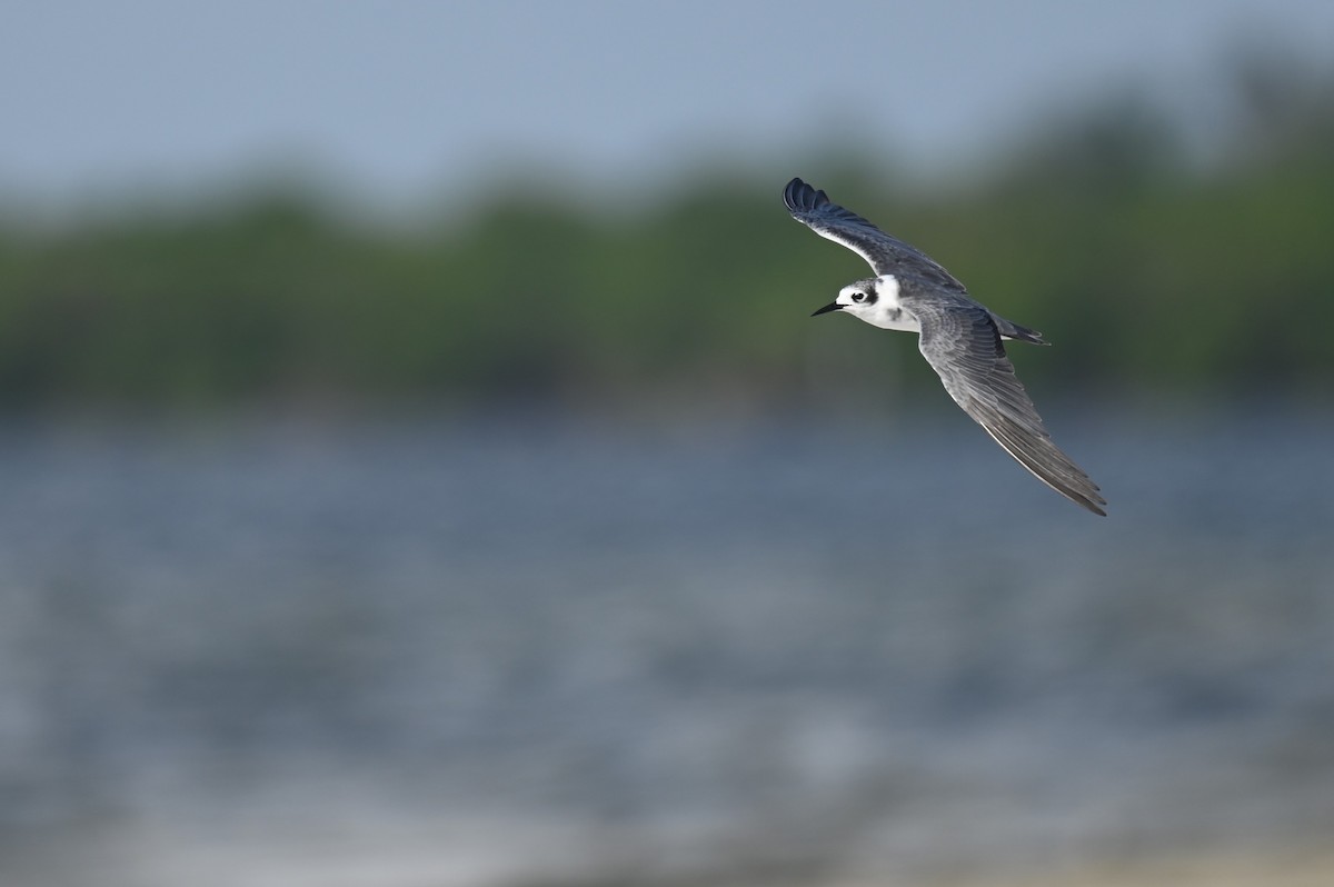 Black Tern (American) - ML615994903