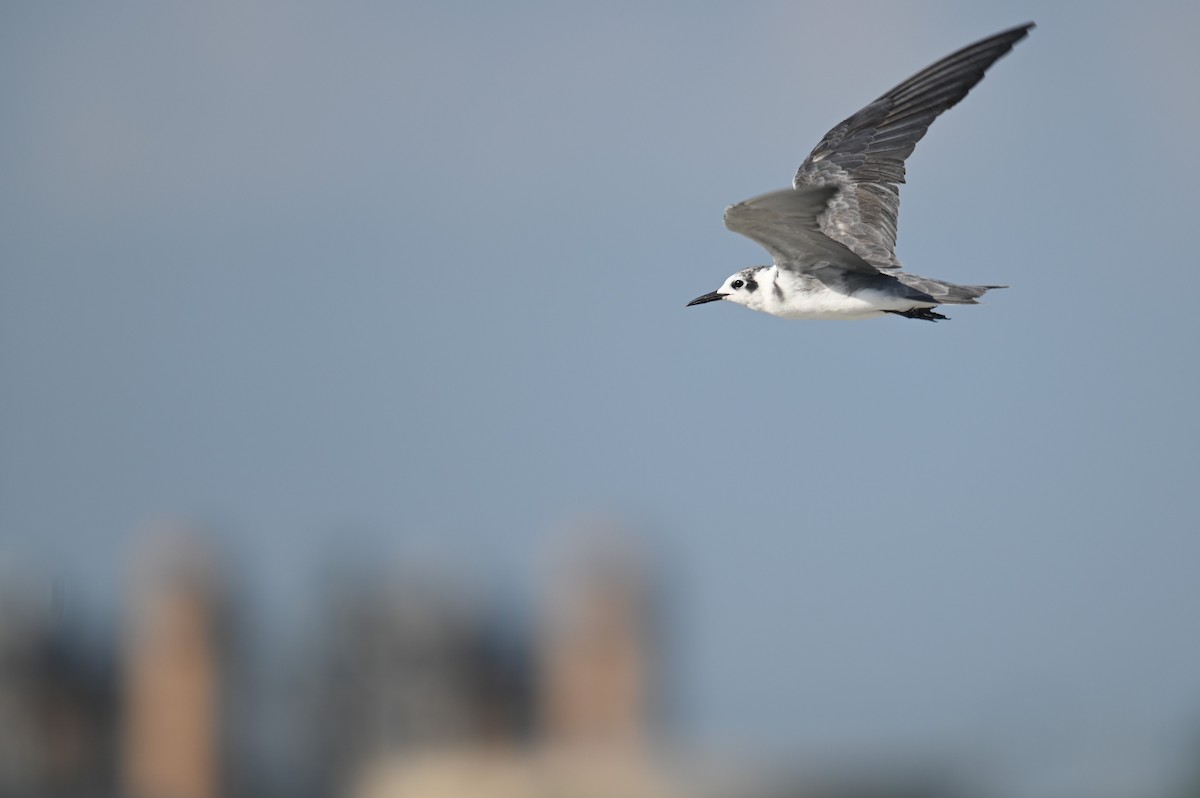 Black Tern (American) - ML615994906