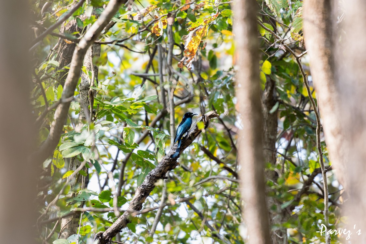 Hair-crested Drongo - Parvez Kaleem