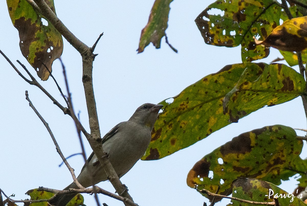 Moineau à gorge jaune - ML615994933