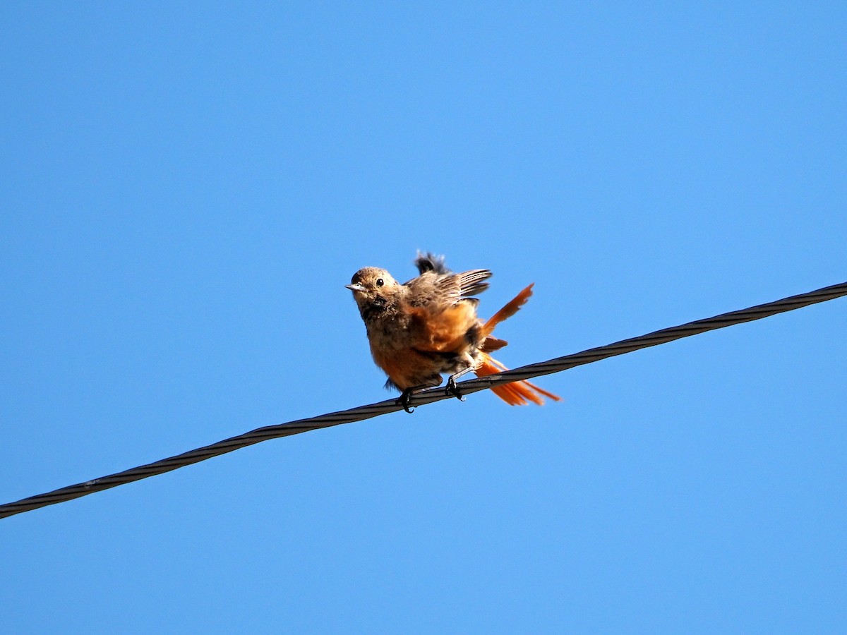 White-winged Redstart - Dmitriy Pashchenko