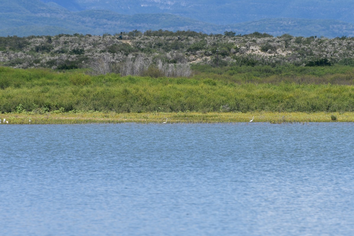 Great Egret - ML615994974