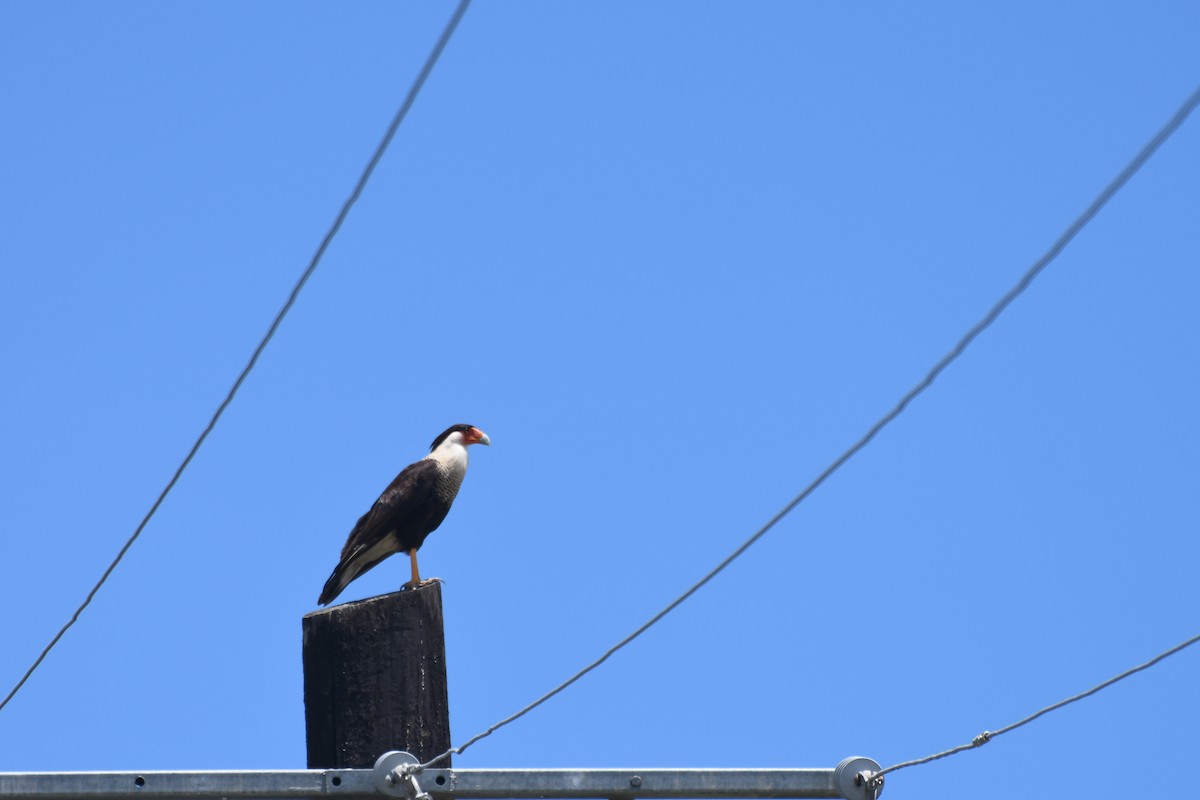 Crested Caracara - ML615994975