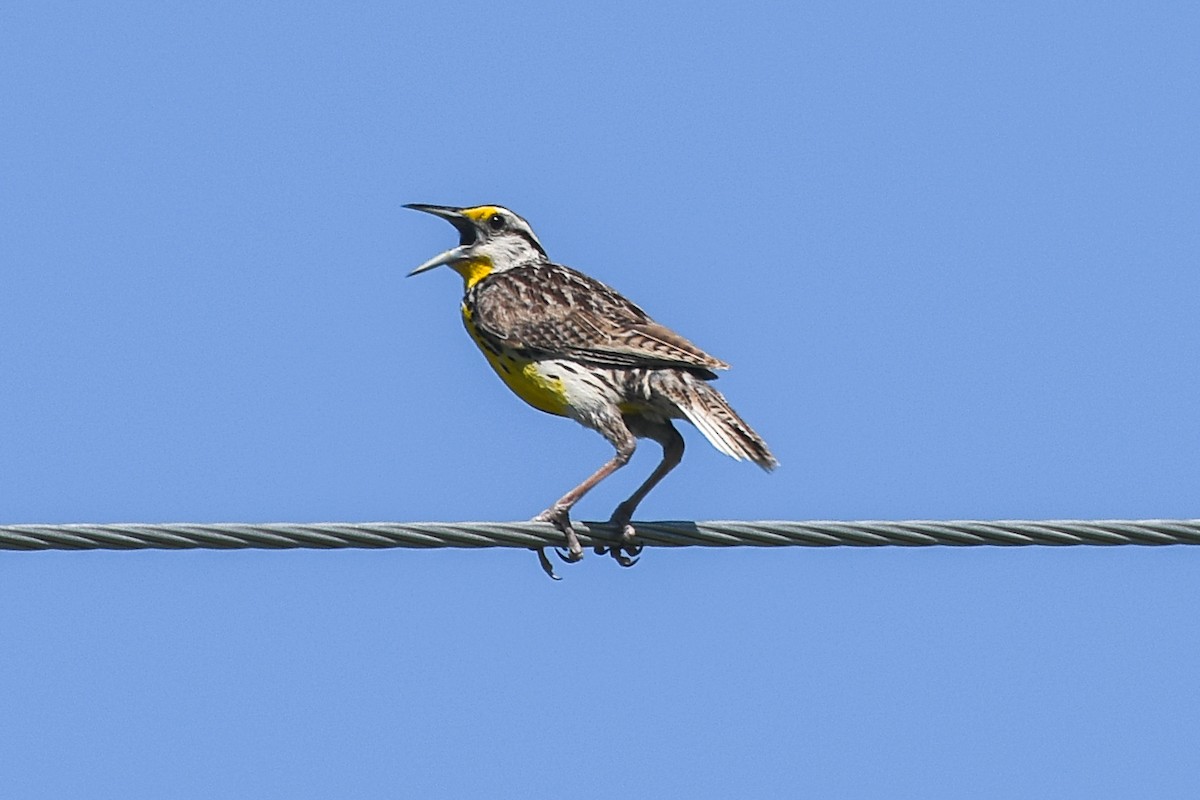 Eastern Meadowlark - ML615994990