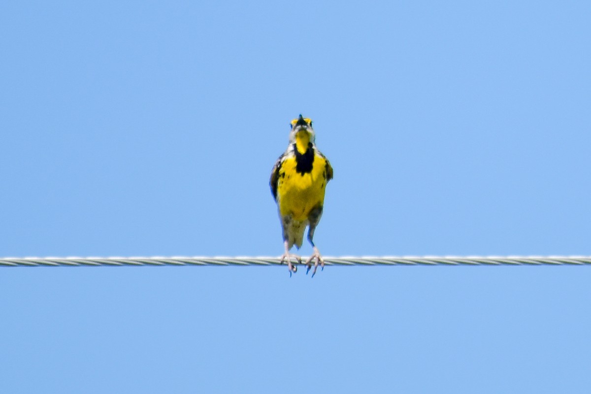 Eastern Meadowlark - Valeria Hernández Campos