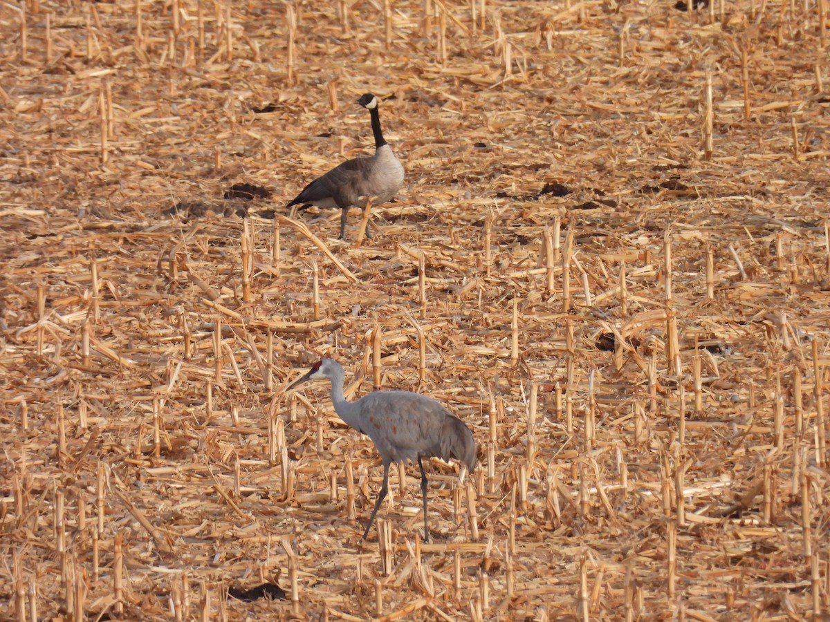 Sandhill Crane - Aiden Saari