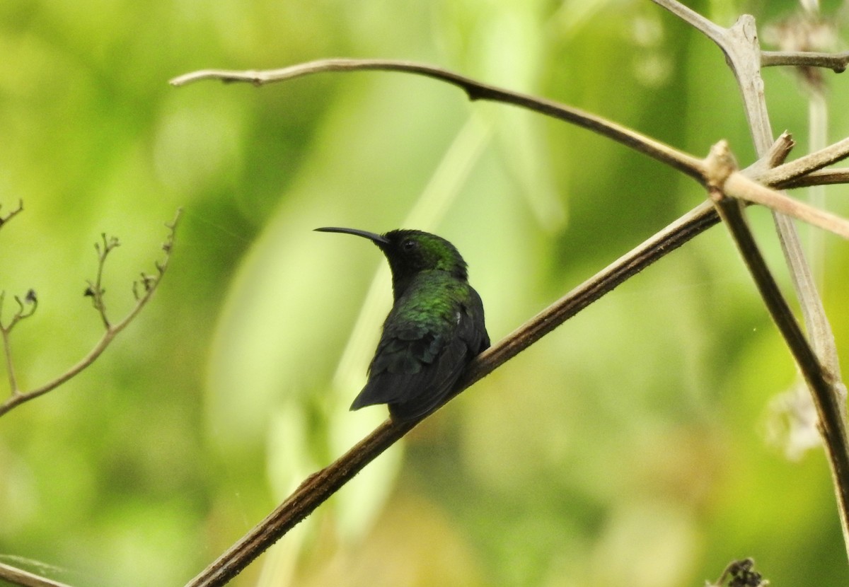 Green-throated Carib - ML615995013