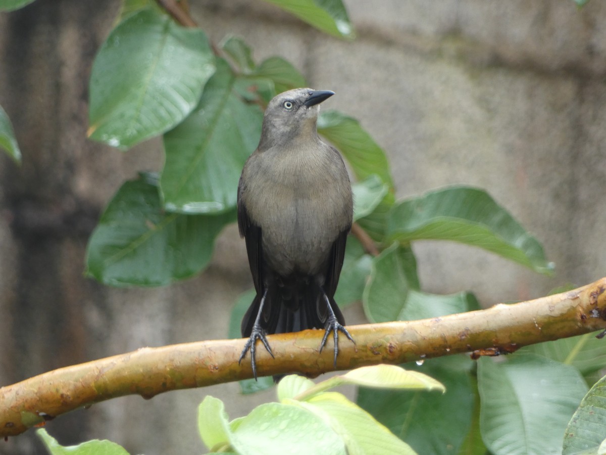 Carib Grackle - ML615995015