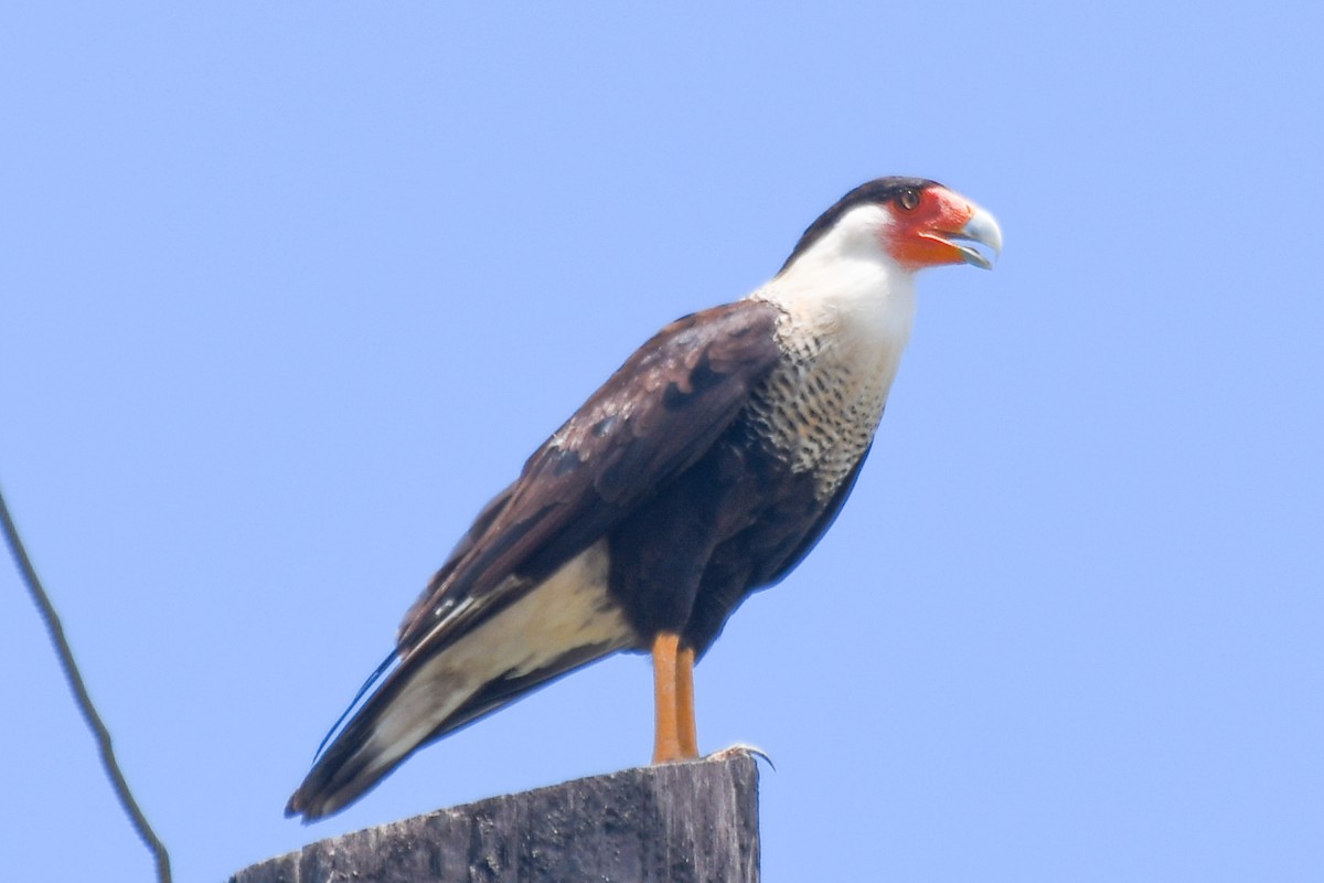 Crested Caracara - ML615995018