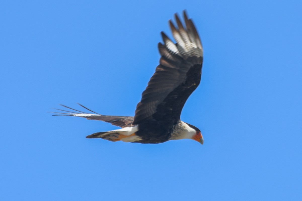 Crested Caracara - ML615995021