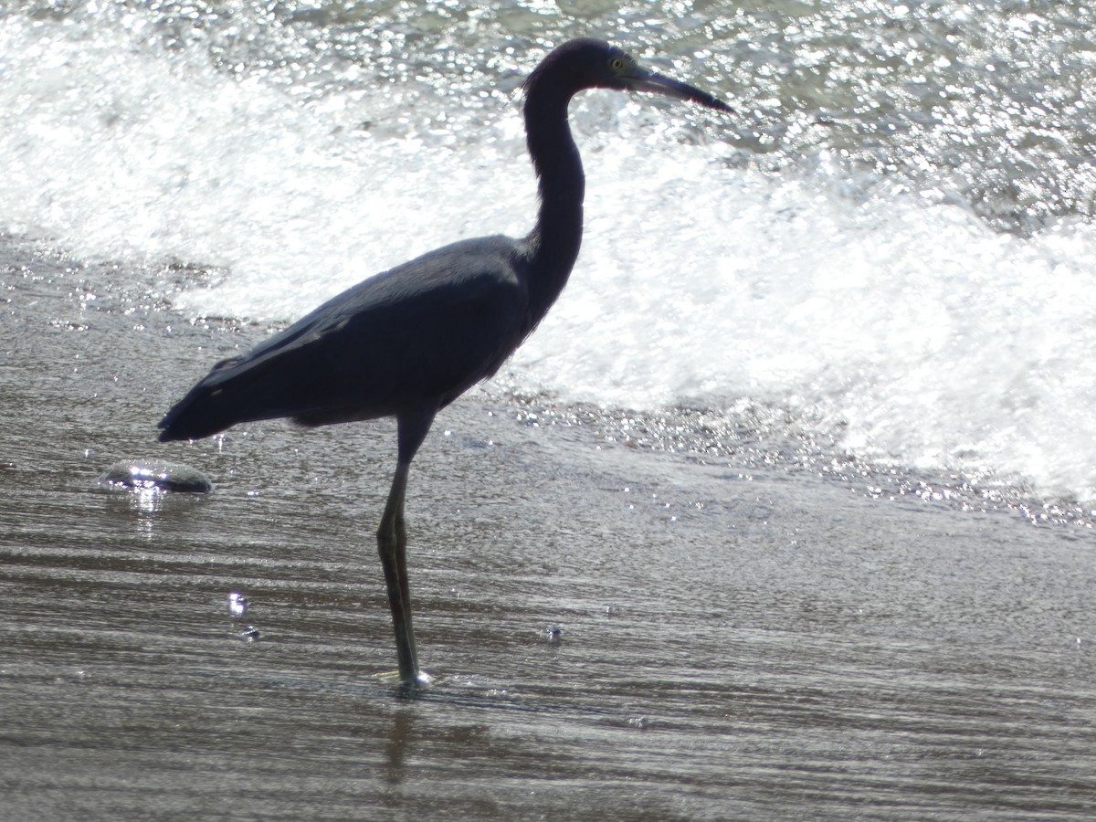 Little Blue Heron - ML615995054