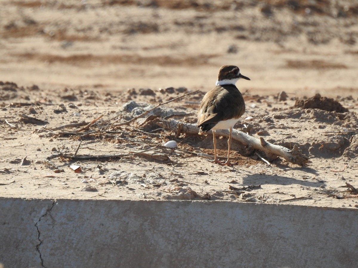 Killdeer - ML615995075