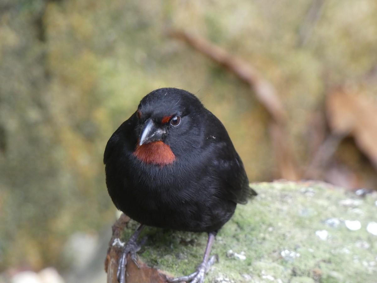 Lesser Antillean Bullfinch - Robert Leonhardt