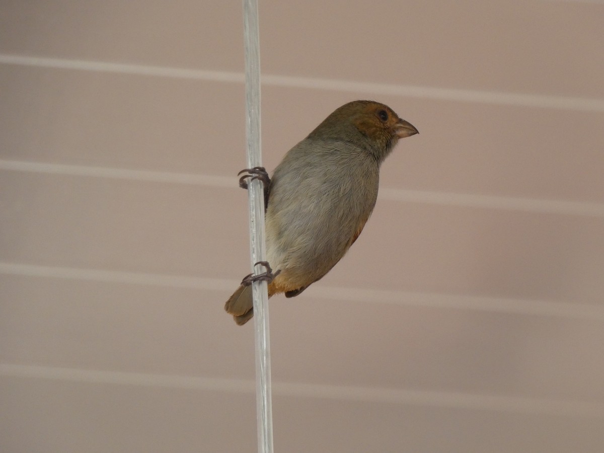 Lesser Antillean Bullfinch - ML615995120