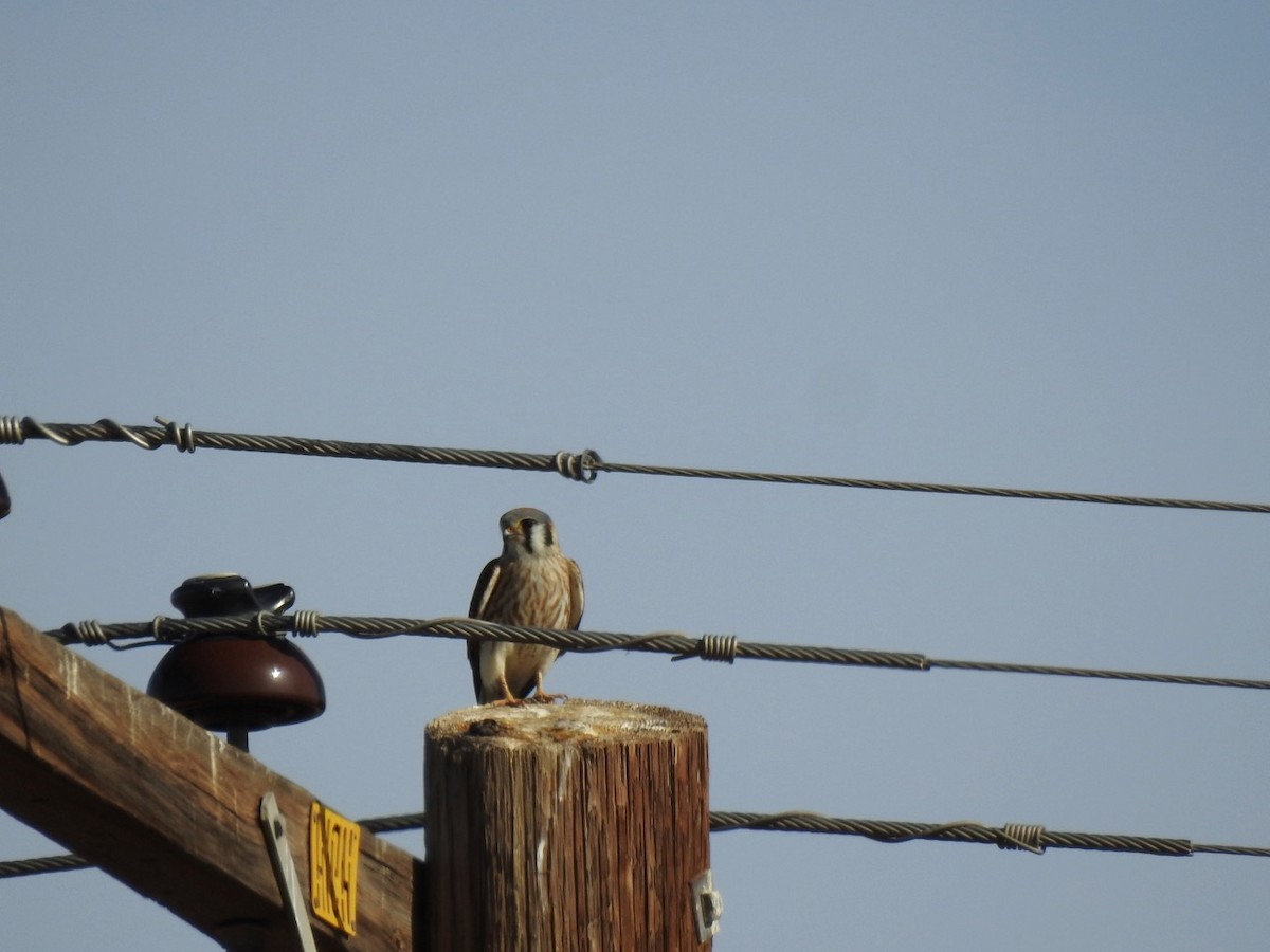 American Kestrel - ML615995181