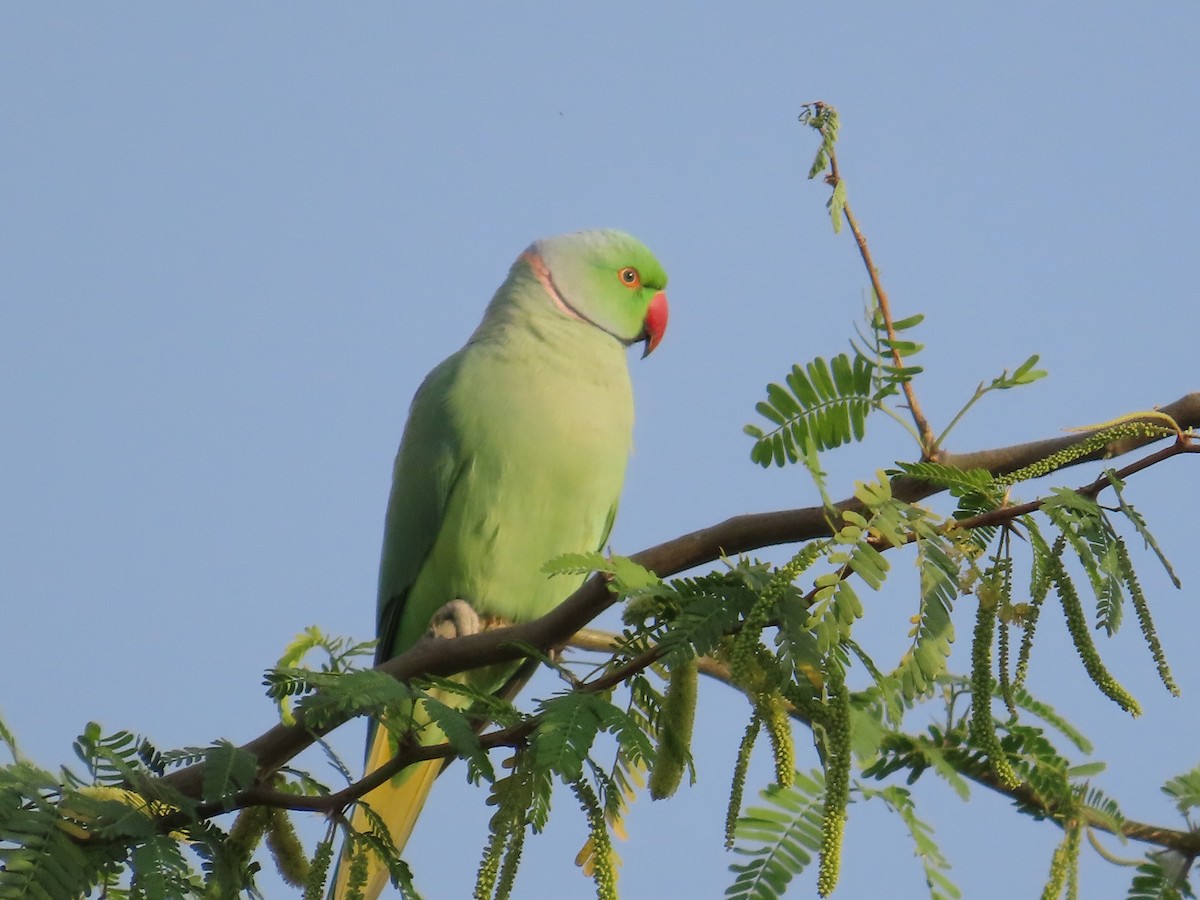 Rose-ringed Parakeet - ML615995231