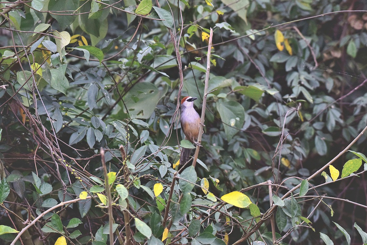 Chestnut-capped Babbler - Parvez Kaleem