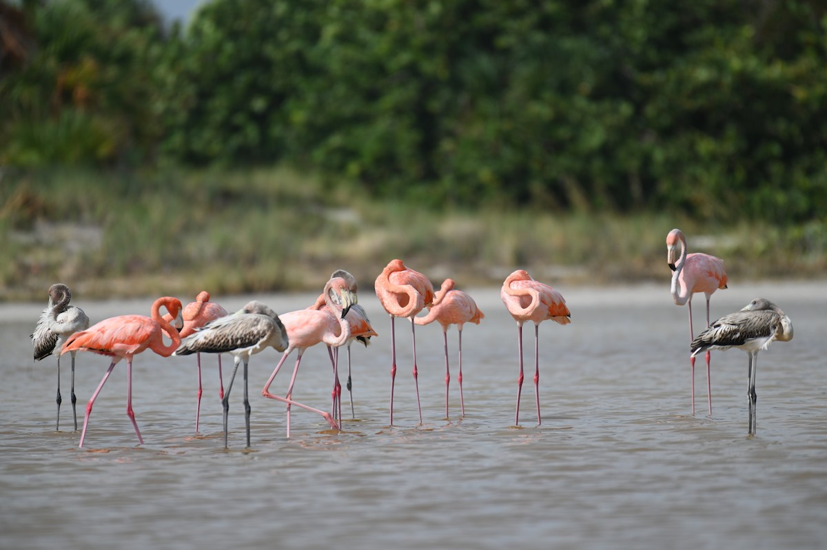 Flamant des Caraïbes - ML615995286