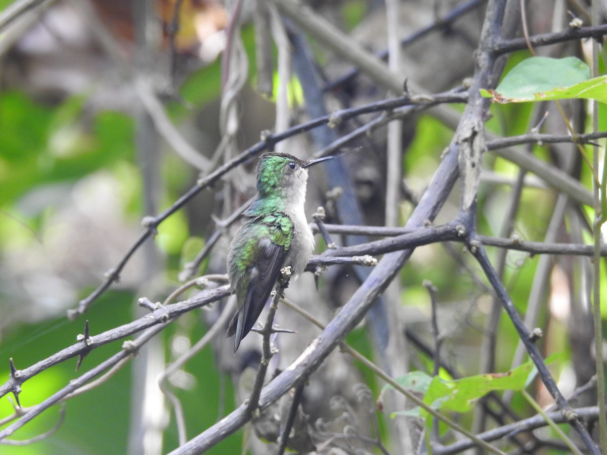 Antillean Crested Hummingbird - ML615995291