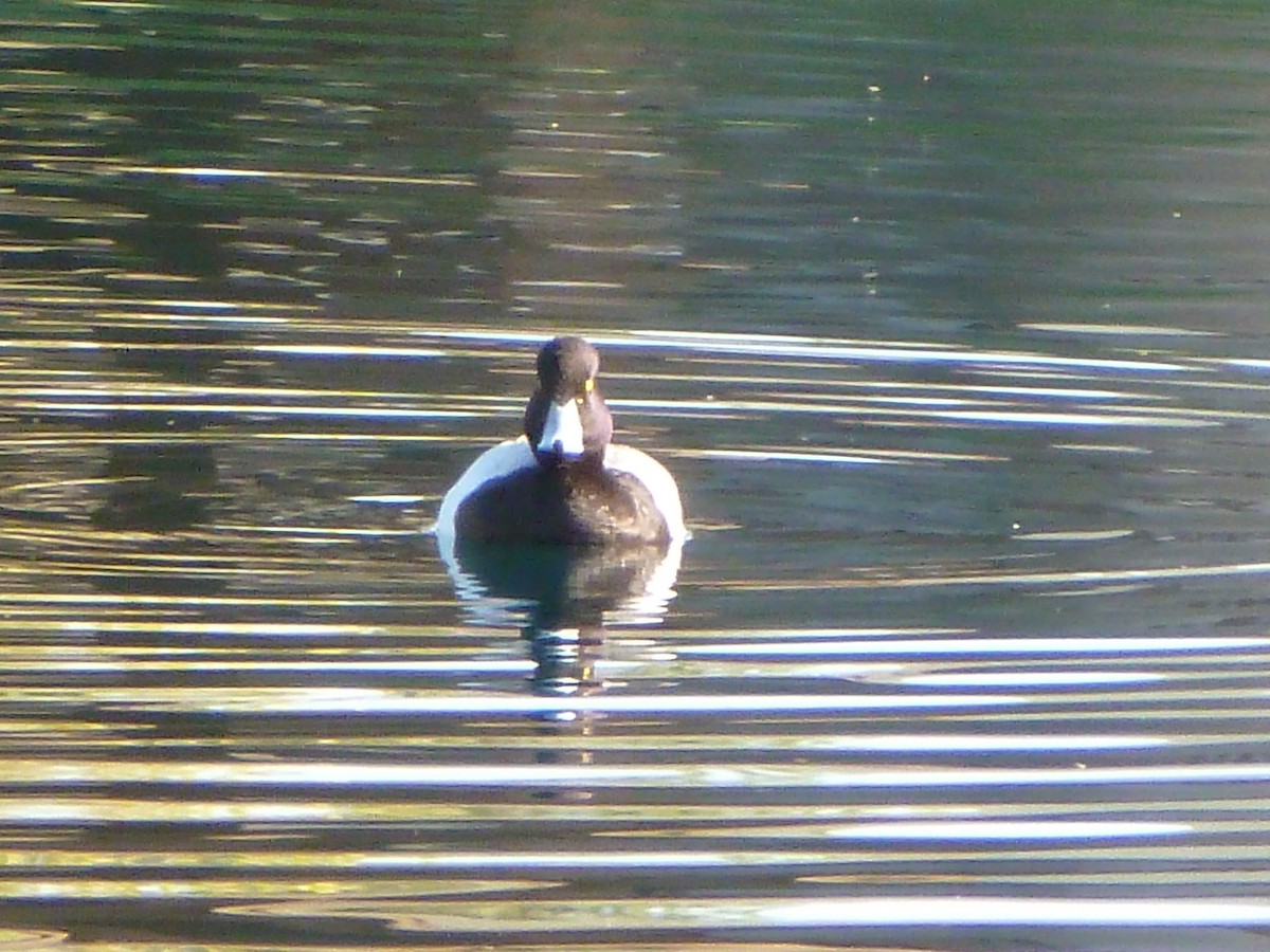 Lesser Scaup - Anthony Robinson