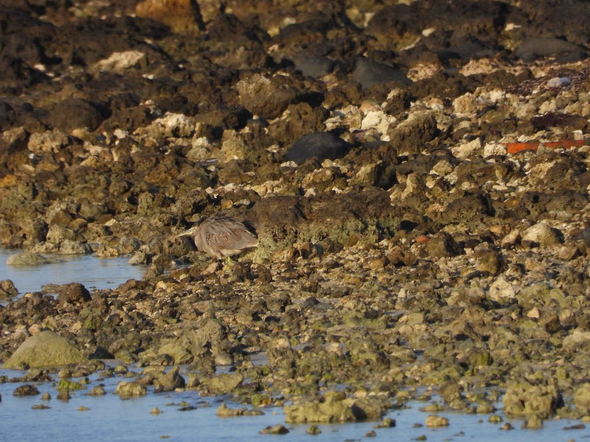 Striated Heron - ML615995352