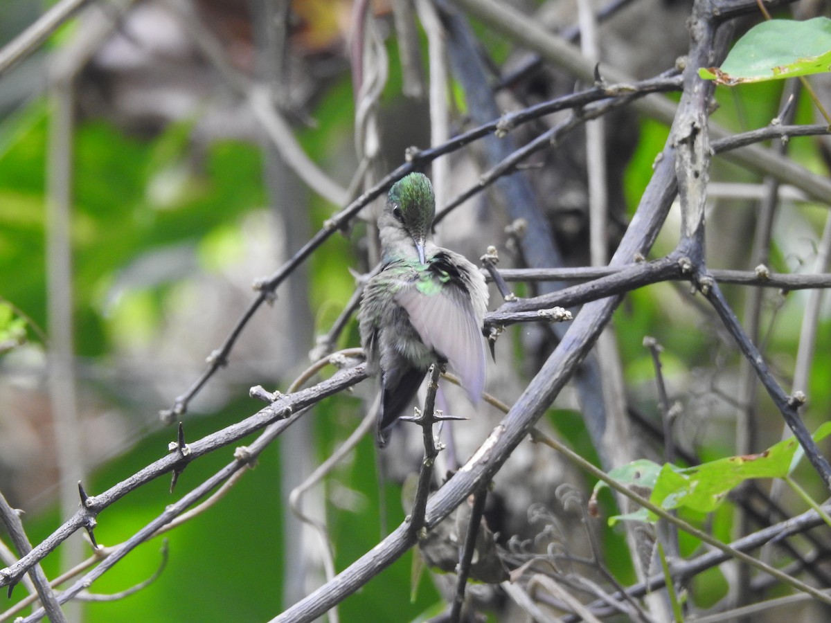 Antillean Crested Hummingbird - Mick Baisley