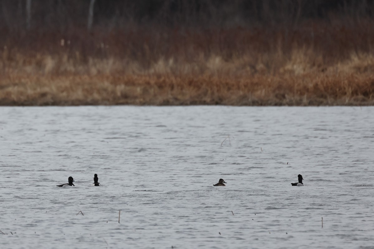 Ring-necked Duck - Isabelle Boulanger David LEcuyer