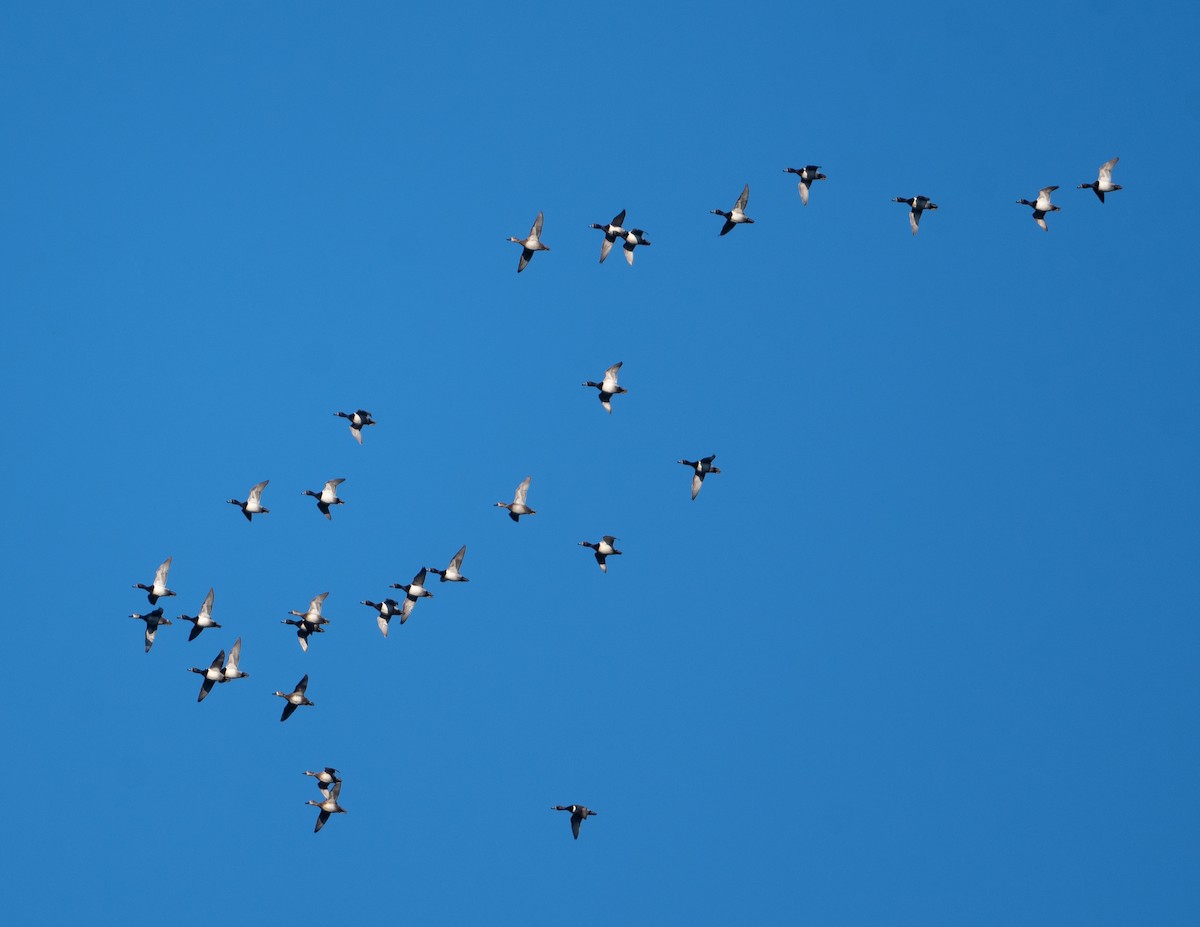 Ring-necked Duck - ML615995570