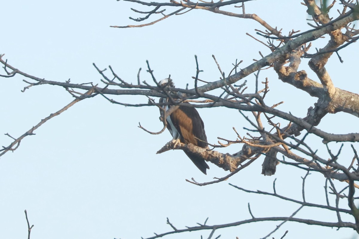 Águila Pescadora - ML615995575