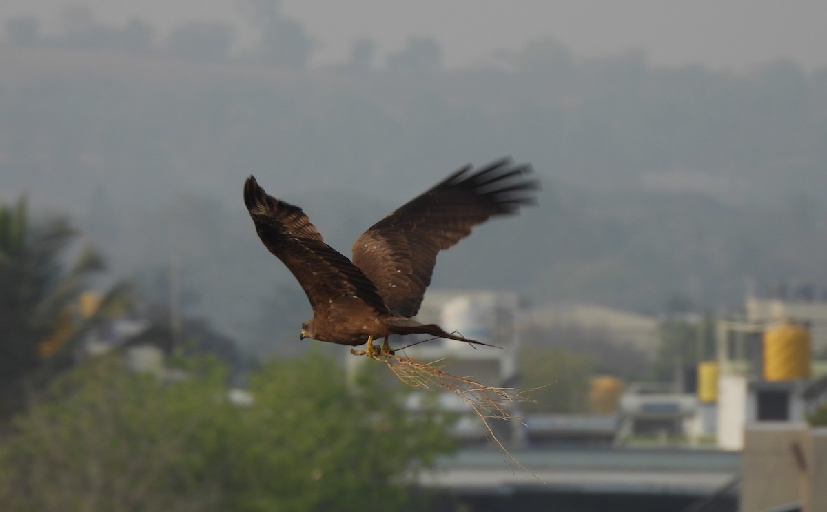 Black Kite - Sahana M