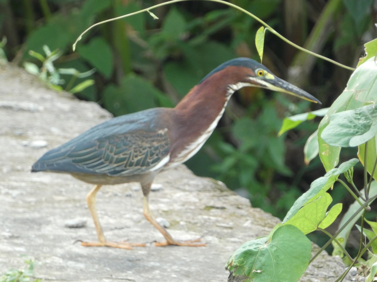 Green Heron - Robert Leonhardt