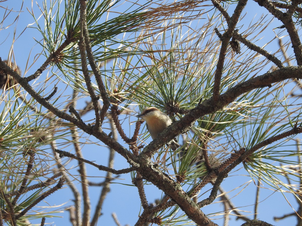 Brown-headed Nuthatch - ML615995670