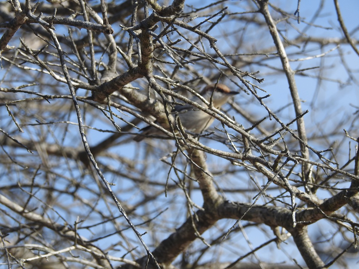 Brown-headed Nuthatch - ML615995671