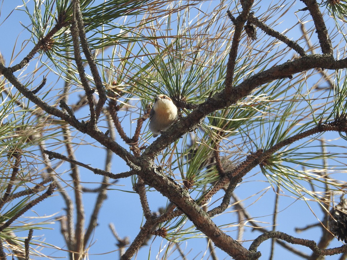 Brown-headed Nuthatch - ML615995672