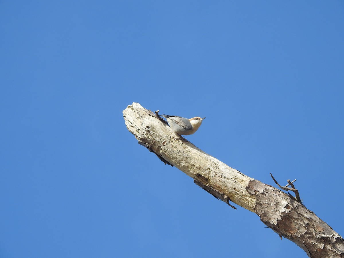 Brown-headed Nuthatch - ML615995695