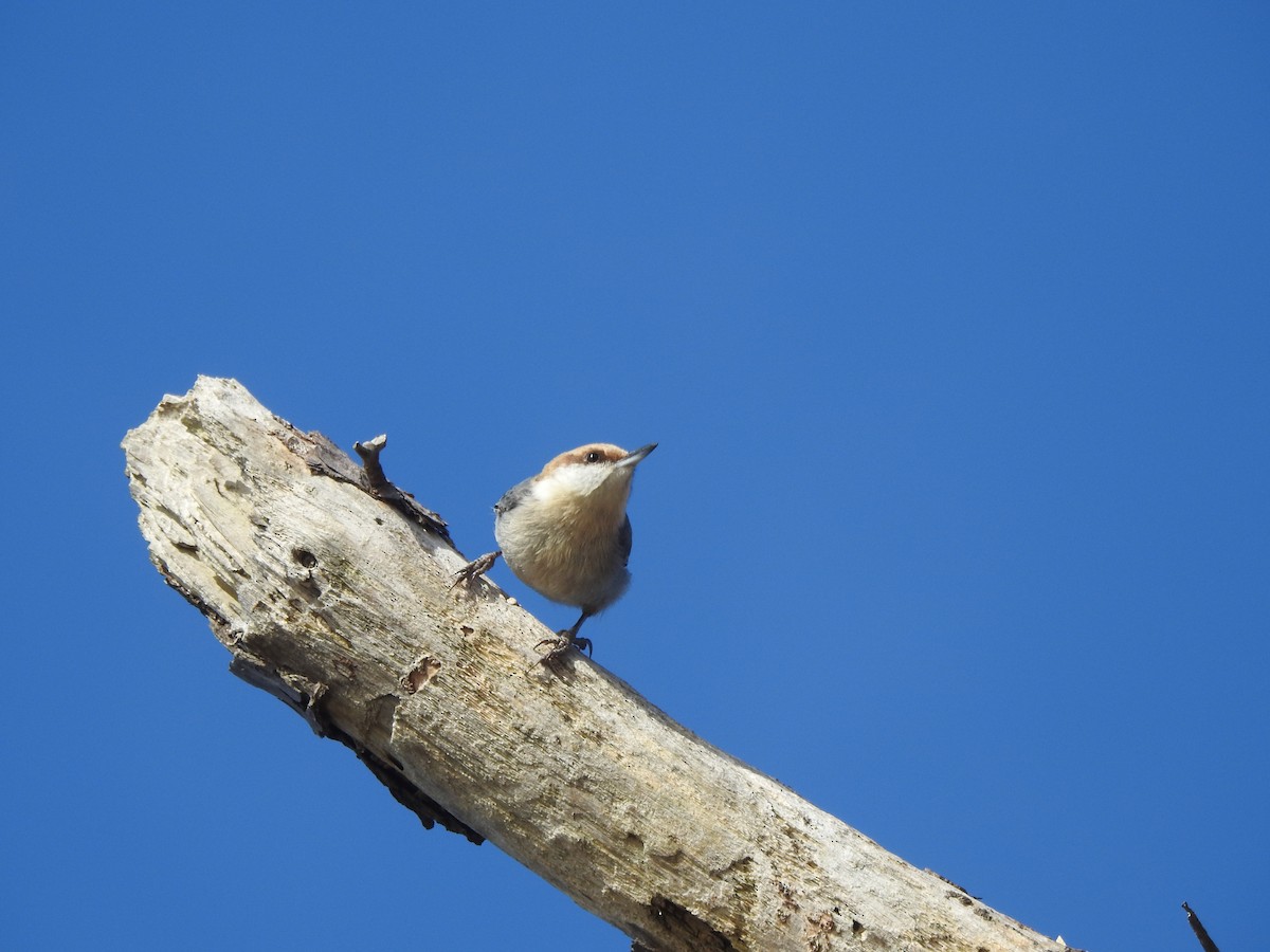 Brown-headed Nuthatch - ML615995696