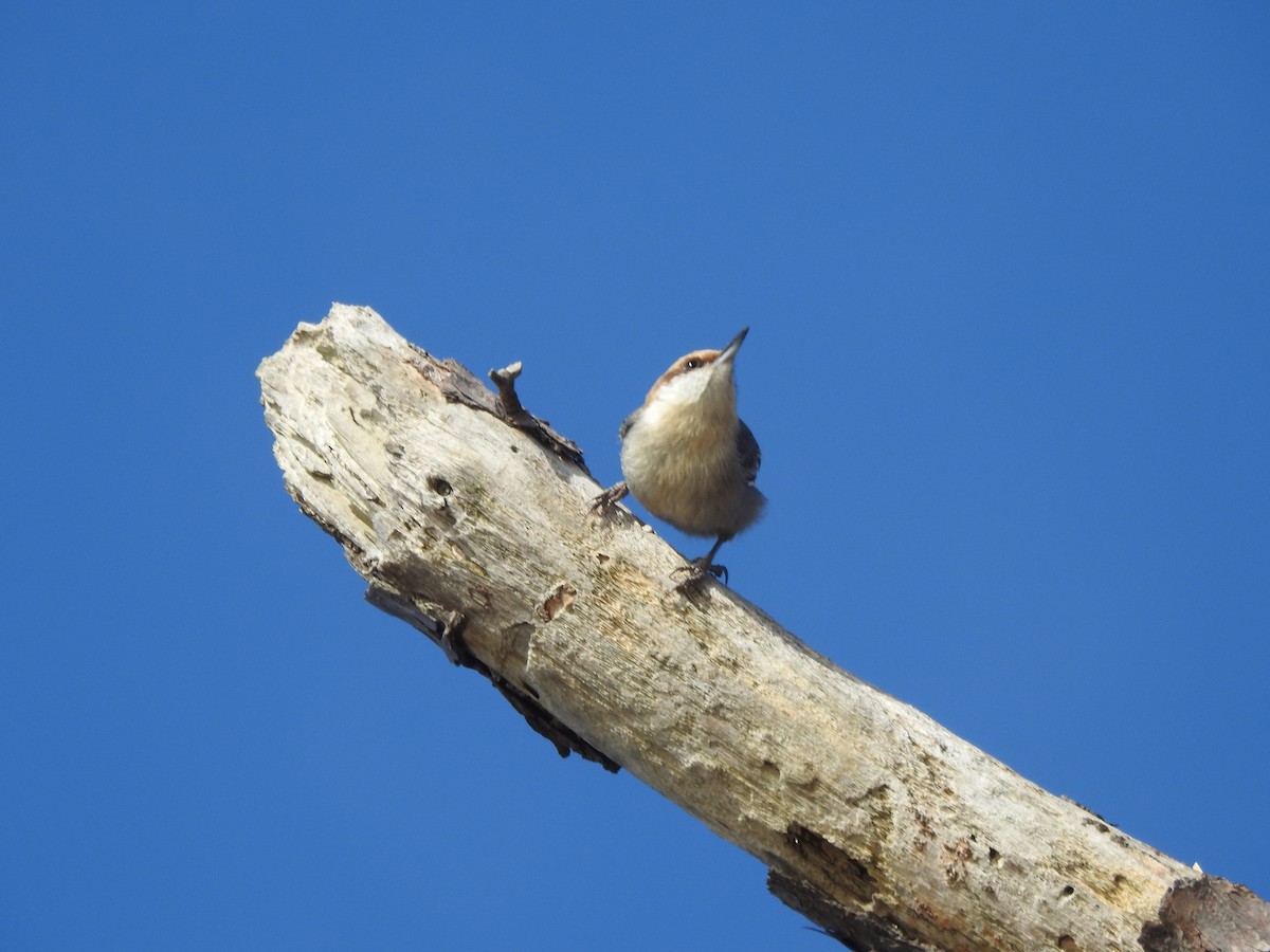 Brown-headed Nuthatch - ML615995697