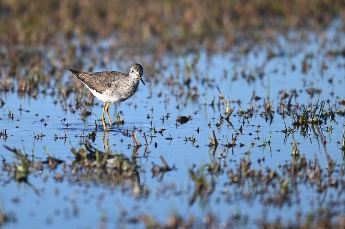 Lesser Yellowlegs - ML615995705