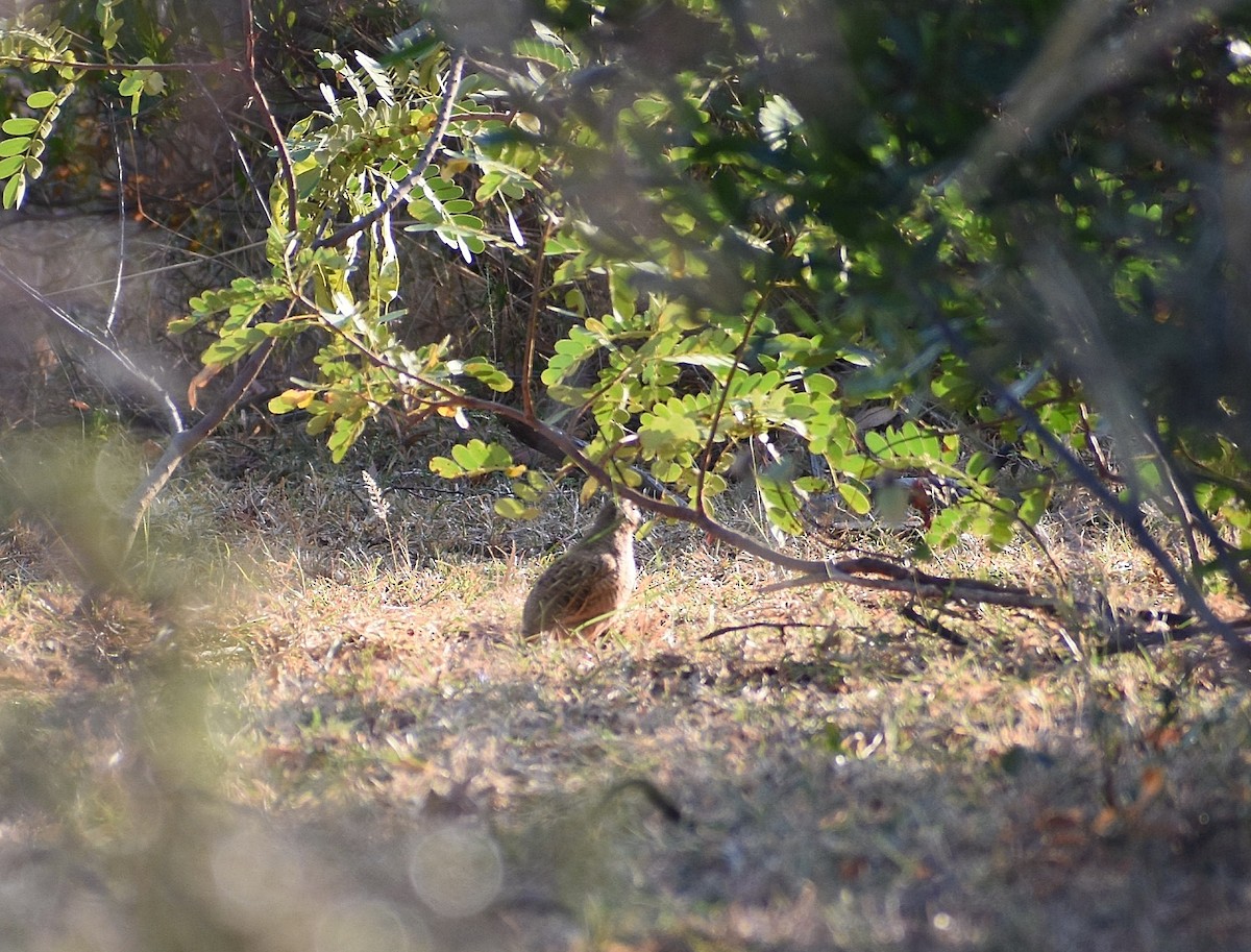 Jungle Bush-Quail - Anand Birdlife