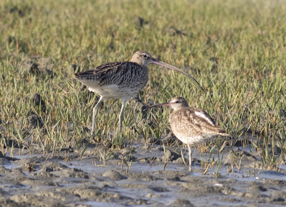 Eurasian Curlew - ML615995760