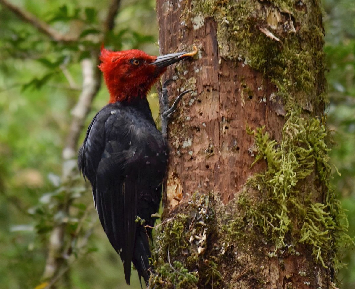 Magellanic Woodpecker - ML615995836