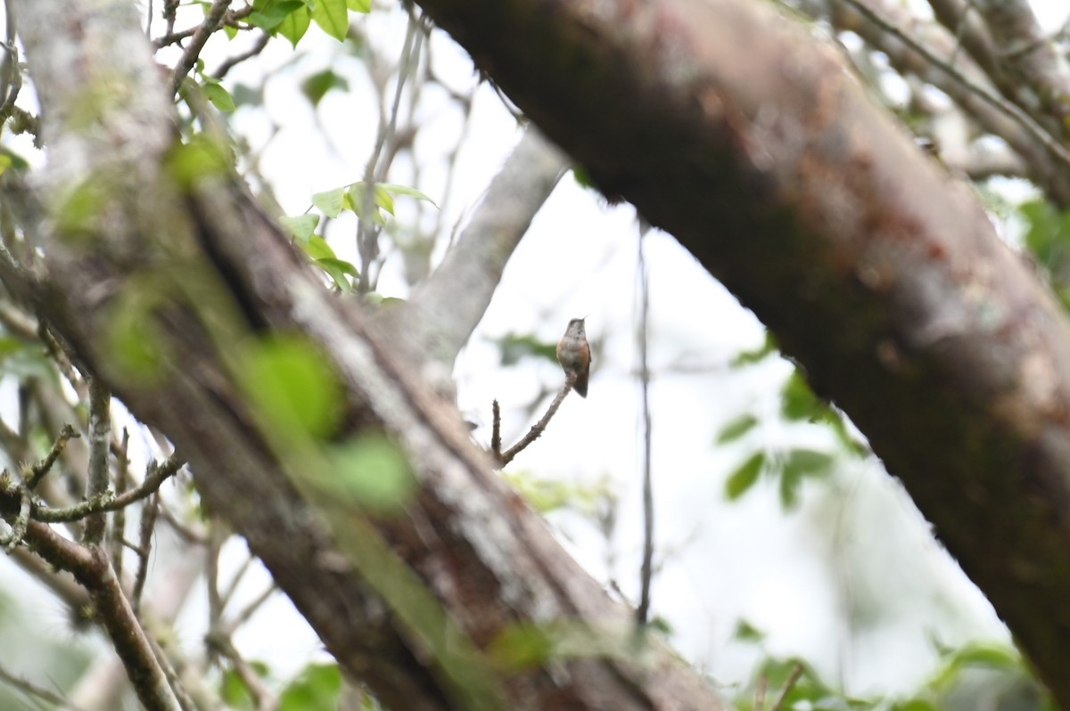 Rufous Hummingbird - ML615995852