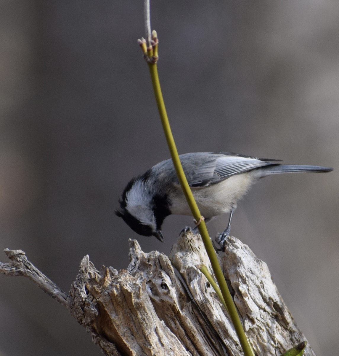 Carolina Chickadee - Neal Fitzsimmons