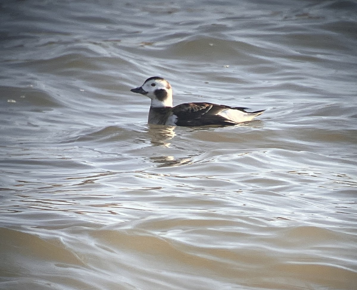 Long-tailed Duck - Bill Lindley