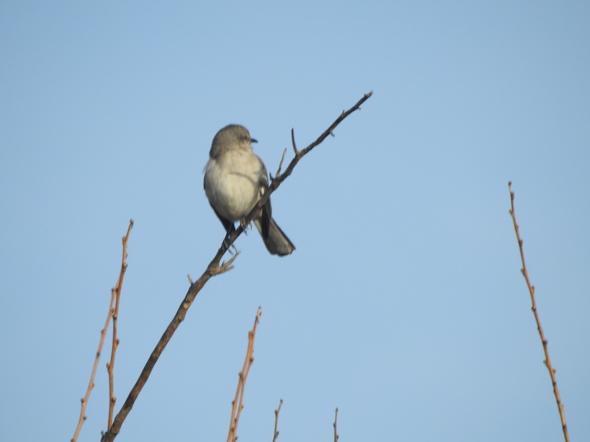 Northern Mockingbird - ML615995981