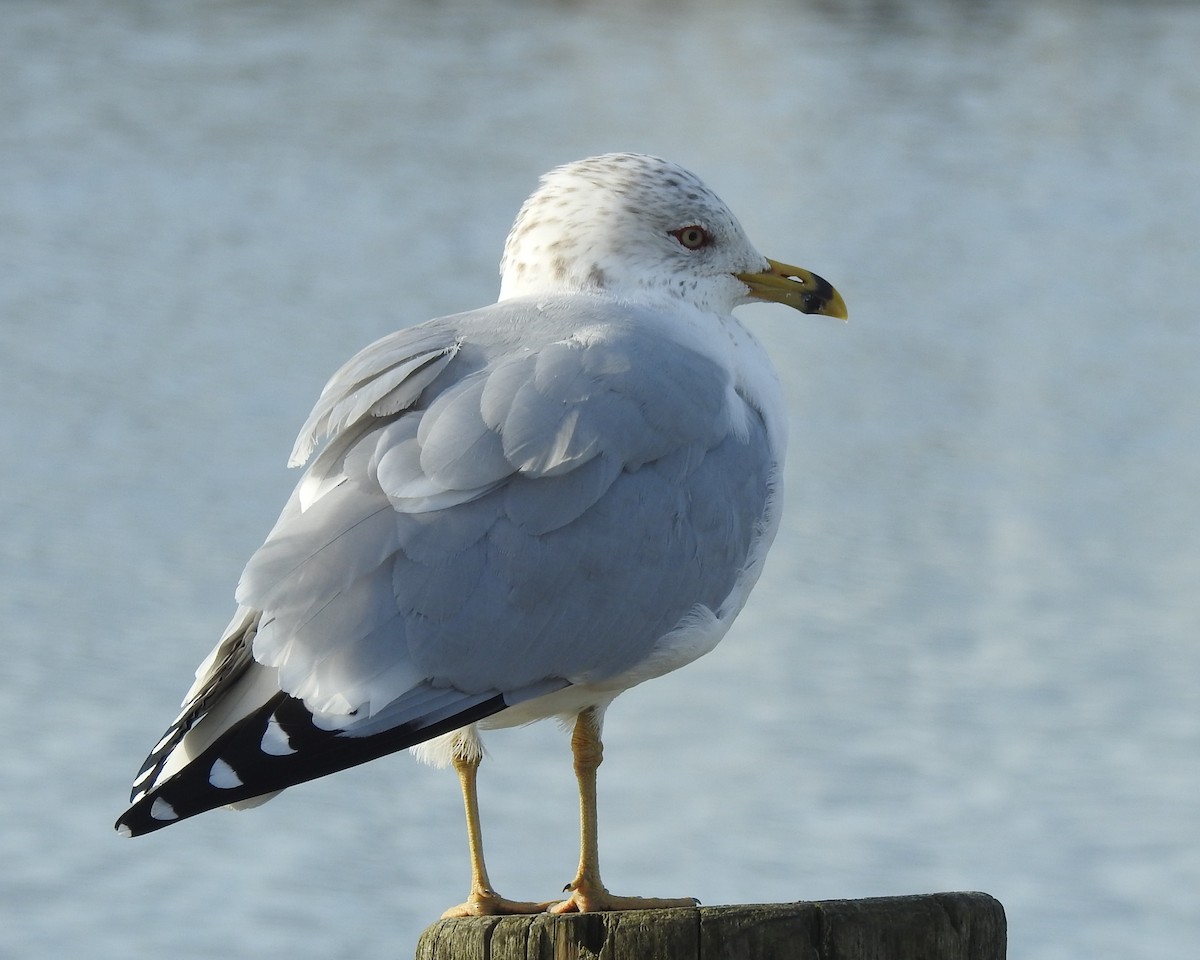 Ring-billed Gull - ML615995991